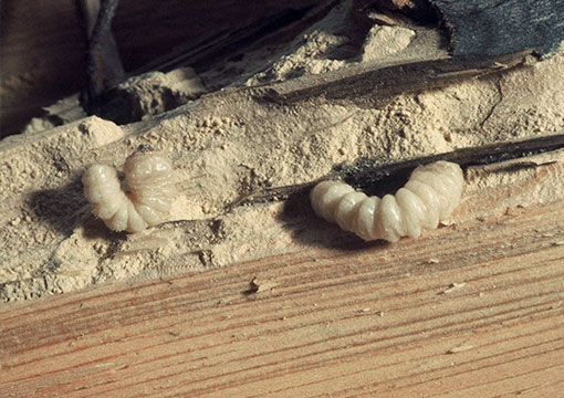 Traitement de charpente à Saint-Maur-des-Fossés - Couverture Petry dans le Val de marne (94)